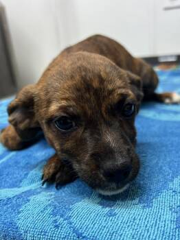 AAD New Arrival!  Babette - 26148 -  Boxer and Hound Dog for Adoption in Armonk, New York - AAD New Arrival!  Babette - 26148 | PetCurious