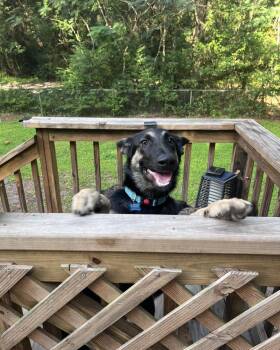 Roxie -  German Shepherd Dog Dog for Adoption in Green Cove Springs, Florida - Roxie | PetCurious