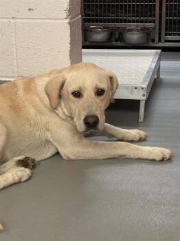 A255396 -  Labrador Retriever and Mixed Breed Dog for Adoption in Visalia, California - A255396 | PetCurious