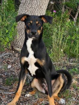 Oakley -  Mixed Breed Dog for Adoption in Hondo, Texas - Oakley | PetCurious