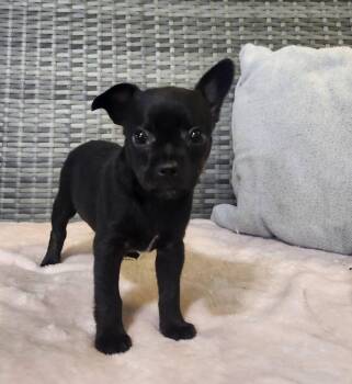 Piggly -  Chihuahua Dog for Adoption in Cosby, Tennessee - Piggly | PetCurious