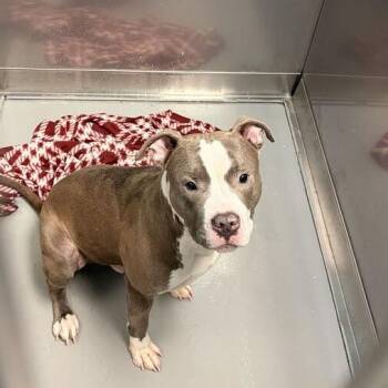 Scranton -  Mixed Breed Dog for Adoption in Davenport, Iowa - Scranton | PetCurious