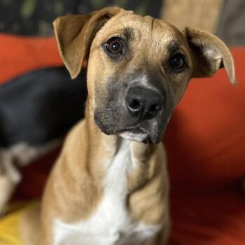 Rescue Labrador Retriever Dogs for Adoption in Portland, Maine - Topanga (Fee Reduced Until 12/15) | PetCurious