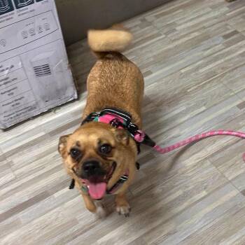 Tulip -  Cardigan Welsh Corgi and Pug Dog for Adoption in Loves Park, Illinois - Tulip | PetCurious