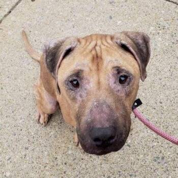 Caroline -  Pit Bull Terrier Dog for Adoption in Buffalo, New York - Caroline | PetCurious