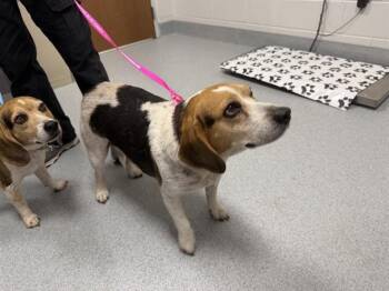 A388098 -  Beagle Dog for Adoption in Ocala, Florida - A388098 | PetCurious