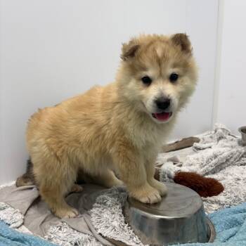 Husky Dogs Available for Adoption in Clavet, Saskatchewan - Dusty | PetCurious