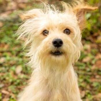 Terrier Dogs Available for Adoption in Liverpool, Texas - Blondie | PetCurious