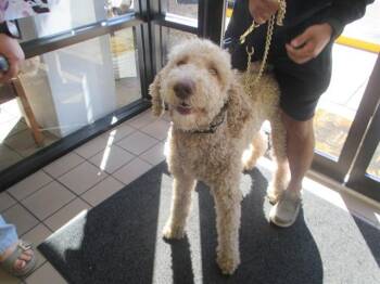 Labrador Retriever and Poodle Dogs Available for Adoption in Ocala, Florida - MACCHIATO | PetCurious