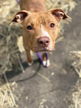 Pit Bull Terrier Dogs Available for Adoption in Chicago, Illinois - Hashbrown | PetCurious