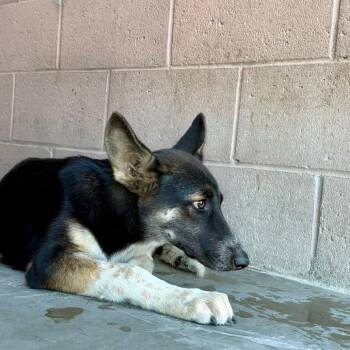 Dakota -  German Shepherd Dog and Mixed Breed Dog for Adoption in Yuma, Arizona - Dakota | PetCurious