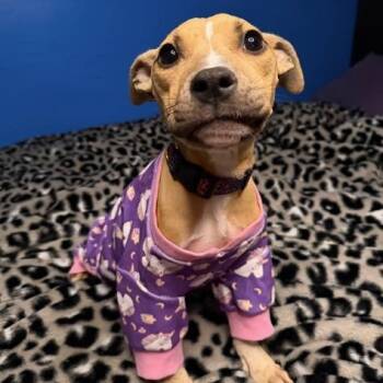 Phoenix -  Pit Bull Terrier Dog for Adoption in Naperville, Illinois - Phoenix | PetCurious