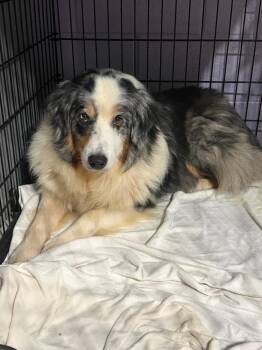 Prince $475 -  Australian Shepherd Dog for Adoption in West Milwaukee, Wisconsin - Prince $475 | PetCurious