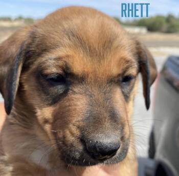 Rhett -  German Shepherd Dog and Labrador Retriever Dog Available for Adoption in Amarillo, Texas - Rhett | PetCurious