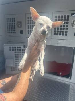 RIZZ -  Chihuahua Dog for Adoption in Palmetto, Florida - RIZZ | PetCurious