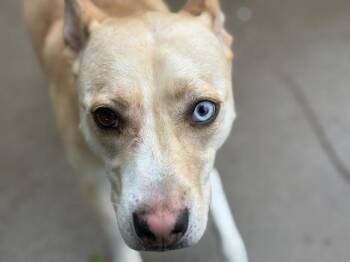 STELLA -  Siberian Husky and Mixed Breed Dog for Adoption in Tulsa, Oklahoma - STELLA | PetCurious
