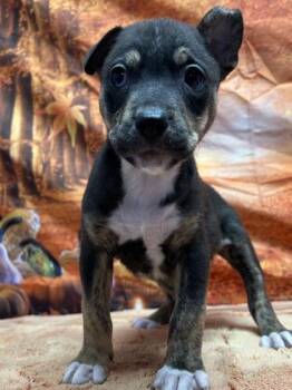 Fernando -  Terrier and Mixed Breed Dog for Adoption in San Antonio, Texas - Fernando | PetCurious