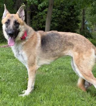 German Shepherd Dog and Mixed Breed Dogs Available for Adoption in Malvern, Pennsylvania - Tiana | PetCurious