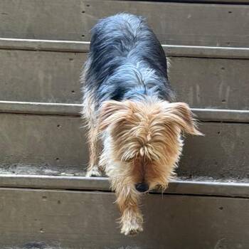 Bobby -  Yorkshire Terrier Dog for Adoption in West Chester, Pennsylvania - Bobby | PetCurious