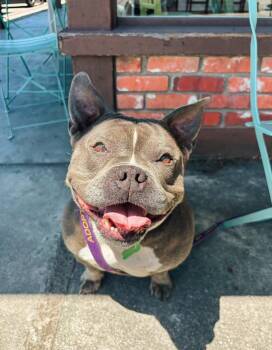 Minnie -  American Staffordshire Terrier and Bulldog Dog for Adoption in Mckinleyville, California - Minnie | PetCurious