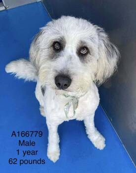 Standard Poodle and Mixed Breed Dogs Available for Adoption in Calgary, Alberta - Tex | PetCurious