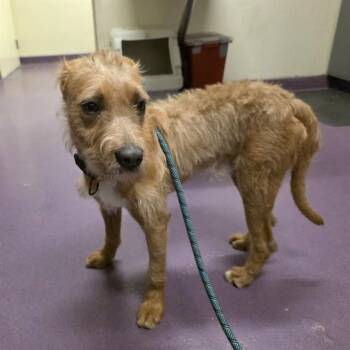 HUCKLEBERRY -  Irish Terrier and Mixed Breed Dog for Adoption in Long Beach, California - HUCKLEBERRY | PetCurious