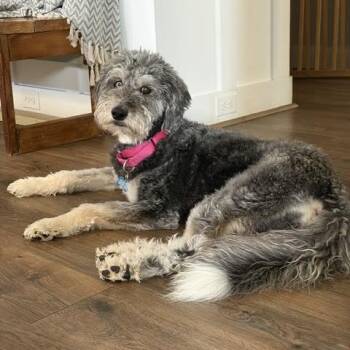 Shagnes -  Aussiedoodle Dog for Adoption in Midlothian, Virginia - Shagnes | PetCurious