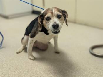 LOX -  Beagle Dog for Adoption in Camarillo, California - LOX | PetCurious
