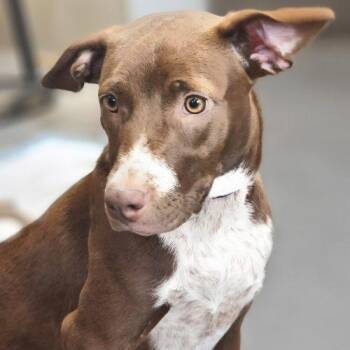Lucky -  Chocolate Labrador Retriever and Pointer Dog for Adoption in Leesburg, Alabama - Lucky | PetCurious
