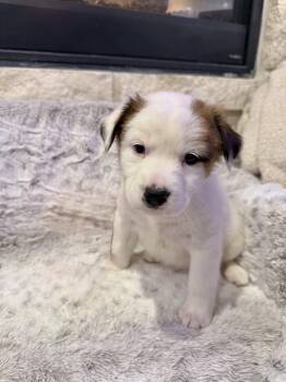 Australian Shepherd and Australian Cattle Dog Blue Heeler Dogs Available for Adoption - Frosty | PetCurious