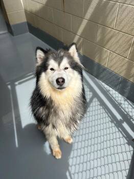 Milo -  Husky Dog for Adoption in Johnson City, Tennessee - Milo | PetCurious