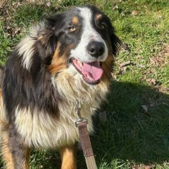 Australian Shepherd and Border Collie Dogs Available for Adoption - Ace Talent | PetCurious