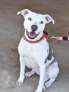 Pit Bull Terrier and Cattle Dog Dogs Available for Adoption in Conroe, Texas - Delilah | PetCurious