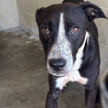 Rescue Mixed Breed Dogs for Adoption in Williston, Florida - Lily | PetCurious