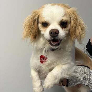 Peaches -  Mixed Breed Dog for Adoption in Medford, Oregon - Peaches | PetCurious