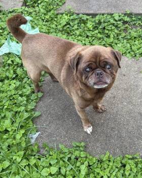 Pug Dogs Available for Adoption in Monticello, New York - Nacho | PetCurious