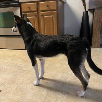 Border Collie and Mixed Breed Dogs Available for Adoption in Huntsville, Alabama - Katie | PetCurious