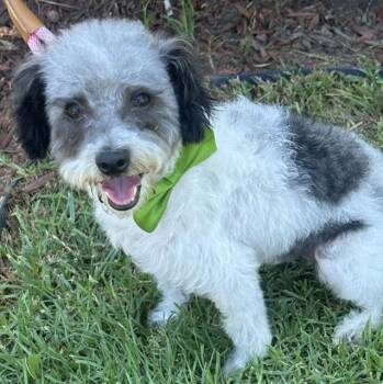 ANDY -  Schnoodle Dog for Adoption in Bell Gardens, California - ANDY | PetCurious