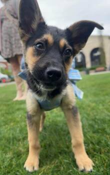 German Shepherd Dog Dogs Available for Adoption in Germantown, Ohio - Sloan | PetCurious