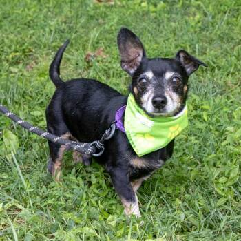 Jax (Male) Avail 8/1 -  Dachshund Dog for Adoption in West Grove, Pennsylvania - Jax (Male) Avail 8/1 | PetCurious