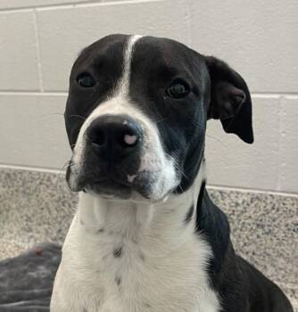 Wally -  Pit Bull Terrier Dog for Adoption in Golden, Colorado - Wally | PetCurious