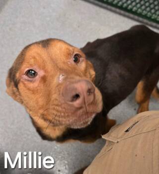 Millie Yrly 84 -  Pit Bull Terrier Dog for Adoption in Sidney, Ohio - Millie Yrly 84 | PetCurious