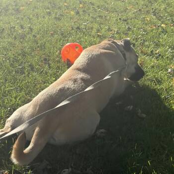Russet (NKA Bobbi) -  Shepherd and Mixed Breed Dog for Adoption in Wadena, Minnesota - Russet (NKA Bobbi) | PetCurious