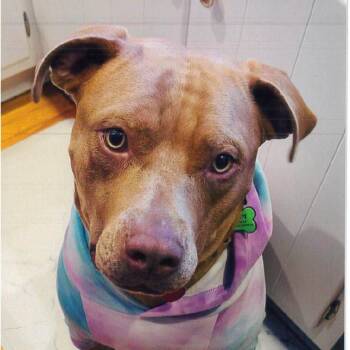 Mixed Breed Dogs Available for Adoption - Bean | PetCurious