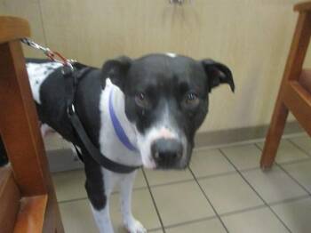 Labrador Retriever Dogs Available for Adoption - BESSIE | PetCurious