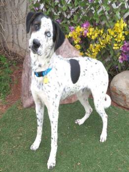 German Shorthaired Pointer and Mixed Breed Dogs Available for Adoption - MURPHY | PetCurious