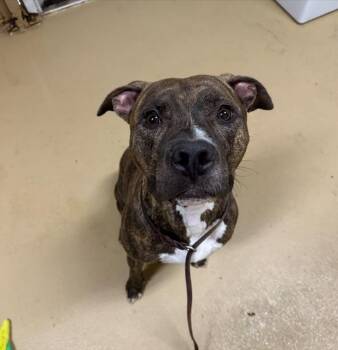 Rescue Pit Bull Terrier Dogs for Adoption in Chula Vista, California - WALL-E | PetCurious