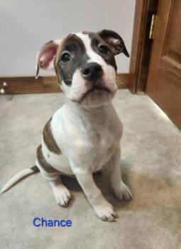 Rescue Mixed Breed Dogs for Adoption in Dekalb, Illinois - Chance | PetCurious
