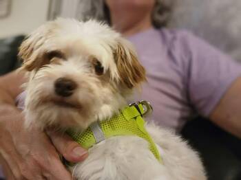 Annie -  Havanese Dog for Adoption in Brunswick, Maine - Annie | PetCurious