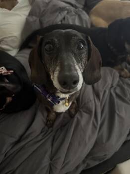 Rescue Dachshund Dogs for Adoption in Georgetown, Kentucky - TOMMY | PetCurious